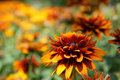 Zinnias to Infinity