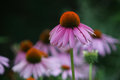 Cone Flowers