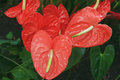 Anthurium