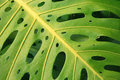 Split Leaf Philodendron