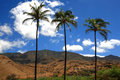 Mountain Palms