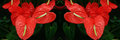 ANTHURIUM2 36X12-2