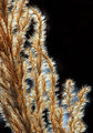 Macro Pampas Grass