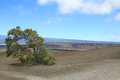 Kilauea Tree