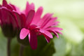 Pink Delicacy