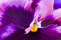 Purple Pansy Macro