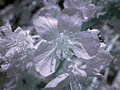 Infrared Cherry