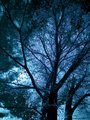 Arboretum IR