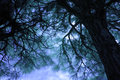Canopy IR