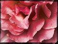 Petals