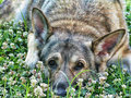 Shiloh in Clover 2