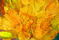 Daffodils