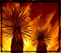 Yucca