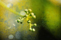 Buds