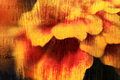 Grungy Marigold