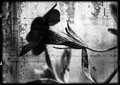 Petunia BW