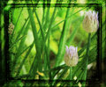 Chives in Green