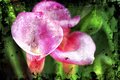 Pink Calla