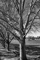 Treeline