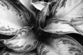 Hosta Leaves