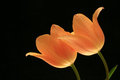 Tulips Portrait
