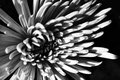 Dahlia Dahling