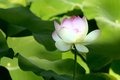 Lotus Emerging