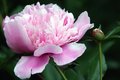 Peony Glory