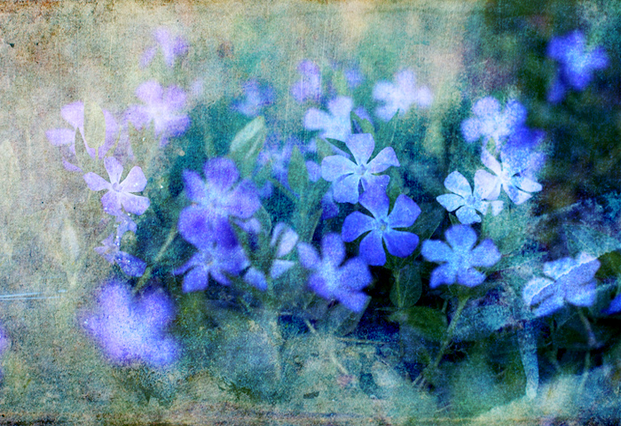 Vincas