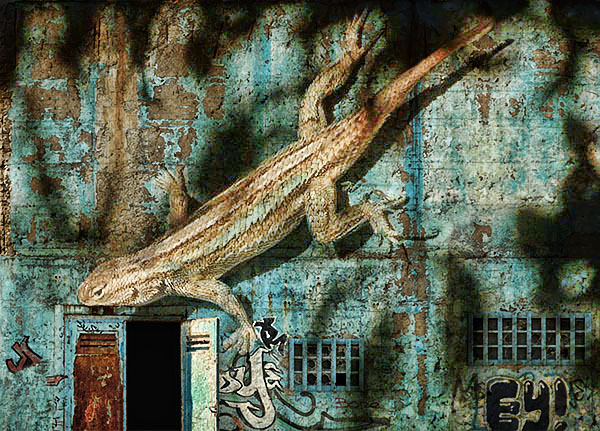 lizard600a.jpg