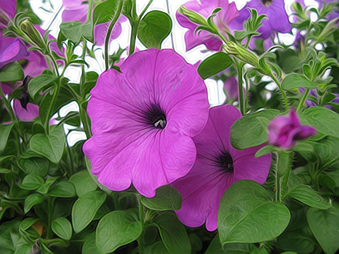 Simply Petunias