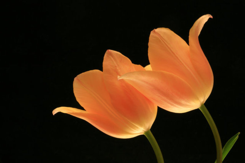 Tulips Portrait