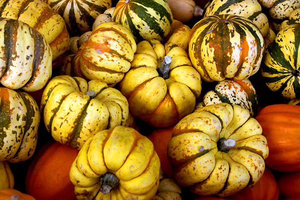 Squash Gourds