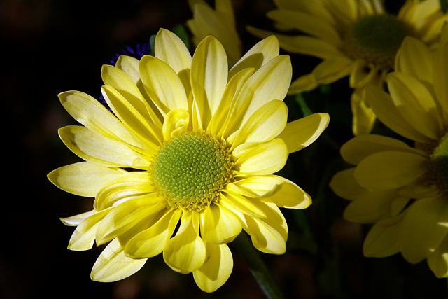 Daisy Shadows