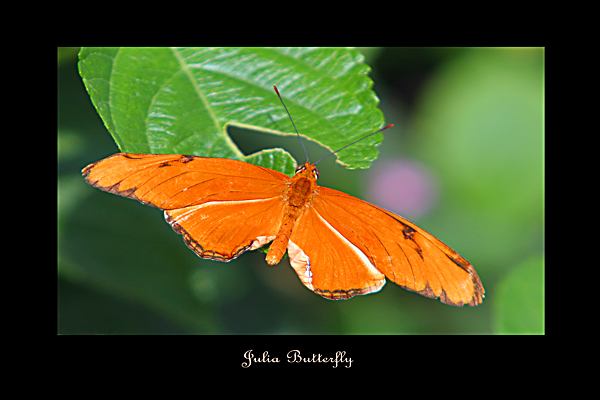 Julia Butterfly