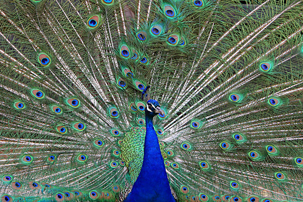 Peacock Splendor