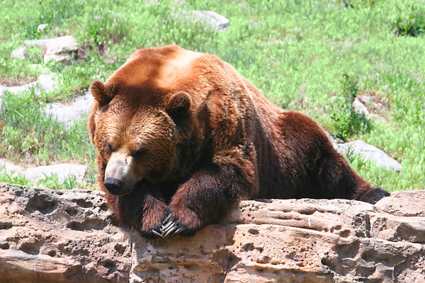 Bear's Pause