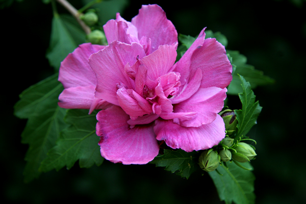 Double Hibiscus