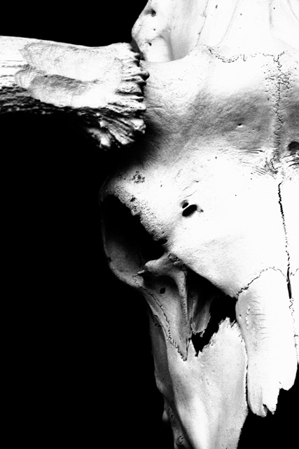 Moose Skull II