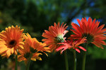 Gerbera Line