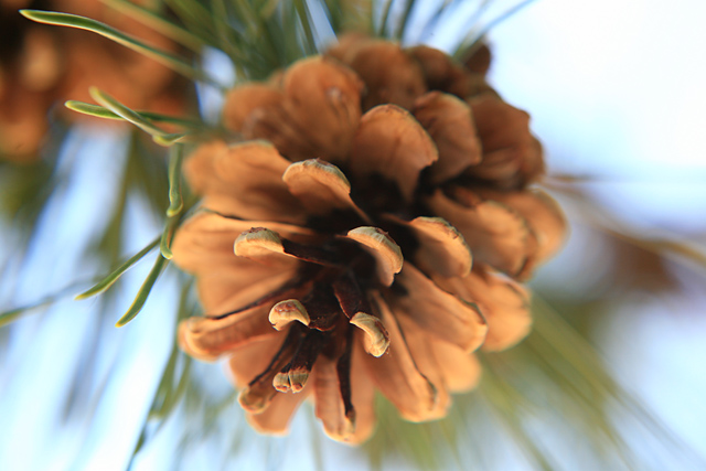 Pine Cone Macro 3
