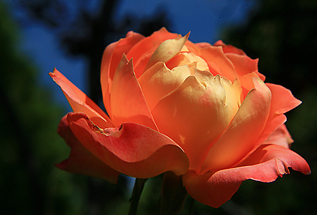 Morning Rose