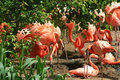 Caribbean Flamingos