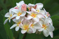Plumeria