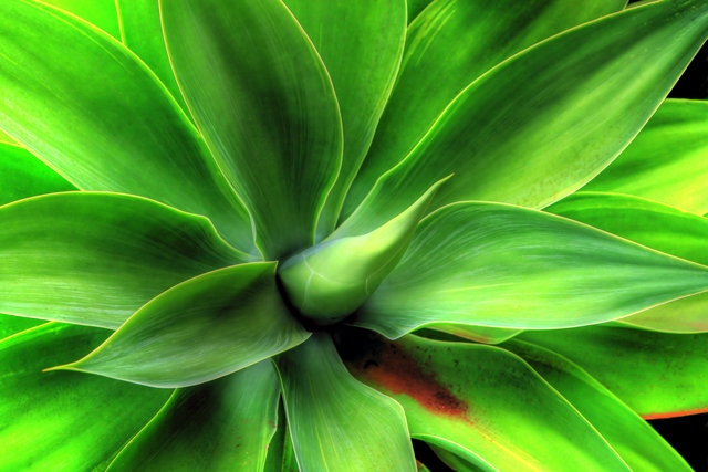 Agave Beauty