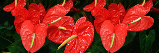 ANTHURIUM 36X12