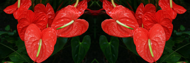 ANTHURIUM2 36X12-2