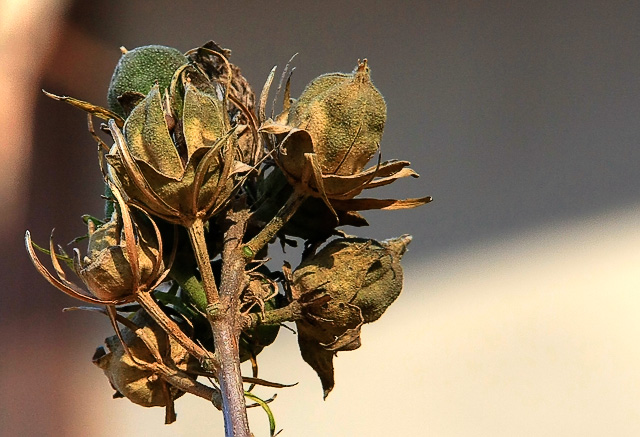 Macro Buds