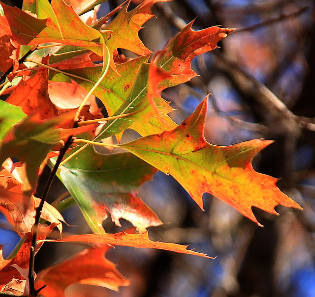 Last of the Oak Leaves