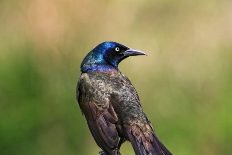 The Grackle